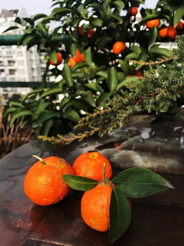 養花的女人更好命，日子越過越美