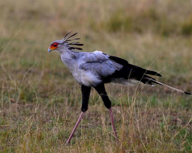 非洲這種猛禽，頭上長有20根冠羽，平時如髮辮，發怒時會高高豎起