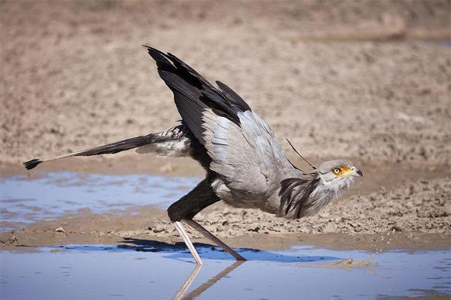 非洲這種猛禽，頭上長有20根冠羽，平時如髮辮，發怒時會高高豎起