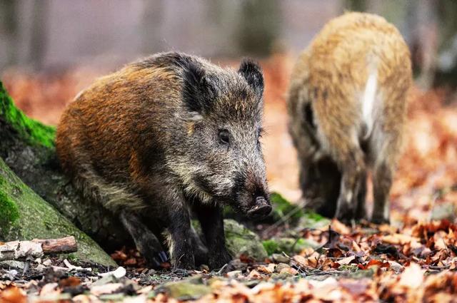 假如沒有野豬，森林生態鏈將會變成什麼樣？