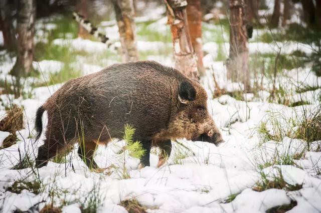 假如沒有野豬，森林生態鏈將會變成什麼樣？