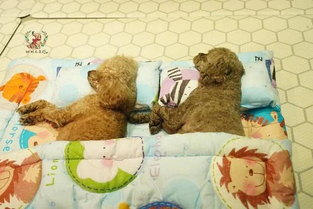 韓國一家狗狗托兒所，狗狗們午睡的照片太萌了
