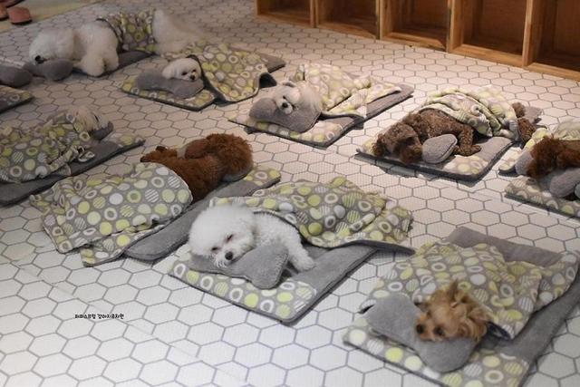 韓國一家狗狗托兒所，狗狗們午睡的照片太萌了