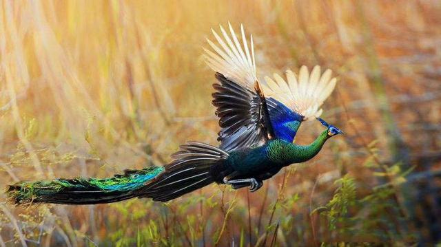 好美的綠孔雀！