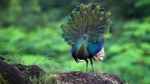 好美的綠孔雀！