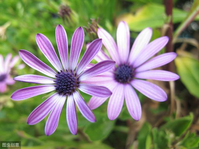 窮到被人看不起，做到這2點，就會做到貧而無禍