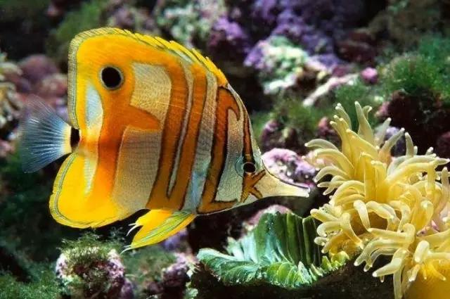 太美了！ 100條最美的魚