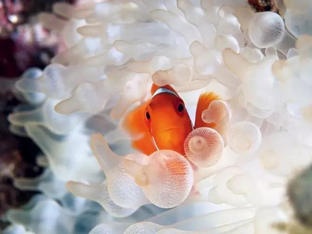 太美了！ 100條最美的魚