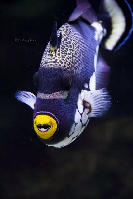 太美了！ 100條最美的魚