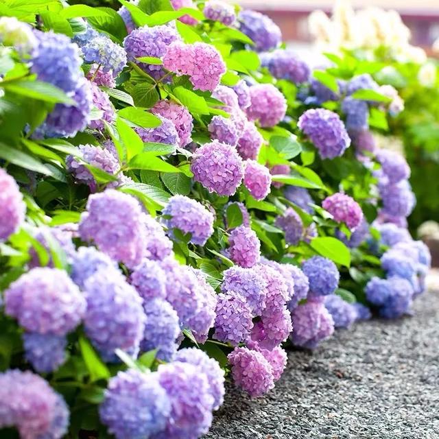 人養花、花也養人，這五種“淑女花”越養，人越有氣質