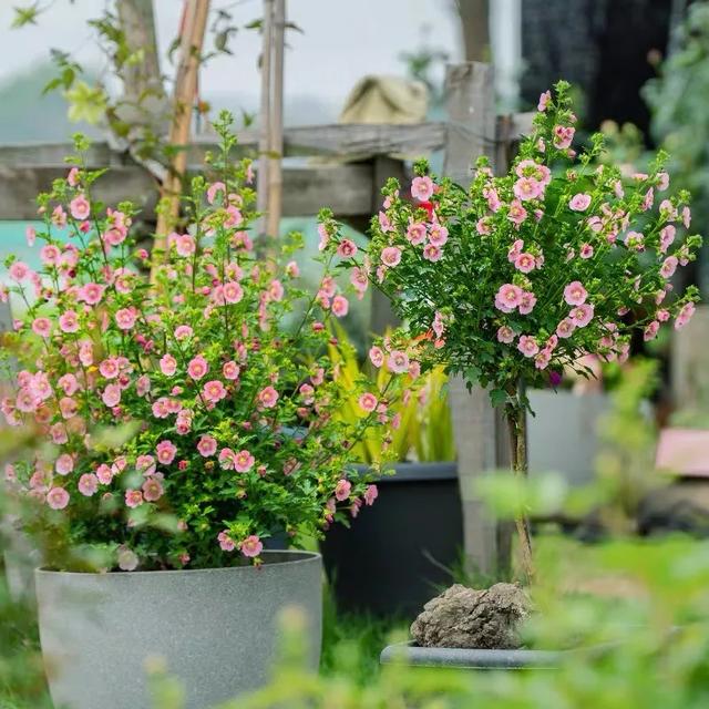 人養花、花也養人，這五種“淑女花”越養，人越有氣質