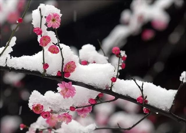 人養花、花也養人，這五種“淑女花”越養，人越有氣質