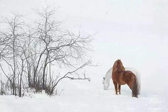 美圖欣賞：雪中馬，有氣勢