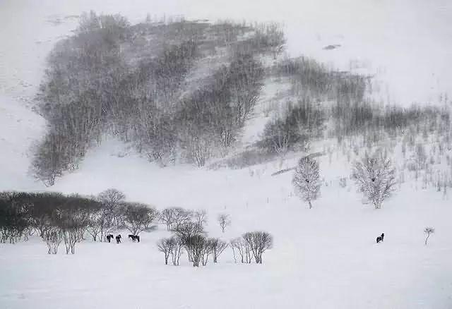 美圖欣賞：雪中馬，有氣勢