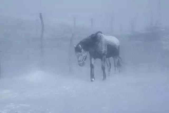 美圖欣賞：雪中馬，有氣勢