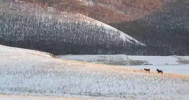 美圖欣賞：雪中馬，有氣勢