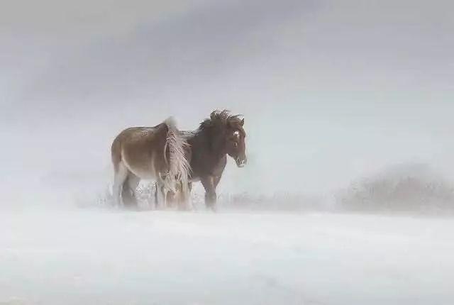 美圖欣賞：雪中馬，有氣勢