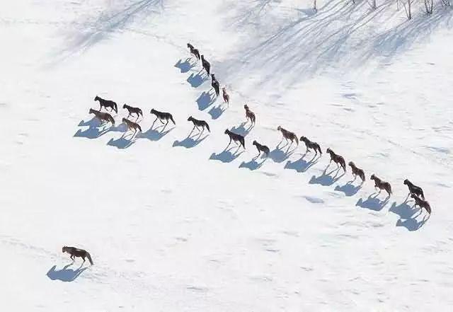 美圖欣賞：雪中馬，有氣勢