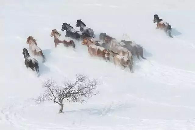 美圖欣賞：雪中馬，有氣勢