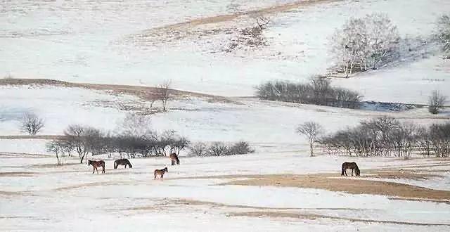 美圖欣賞：雪中馬，有氣勢