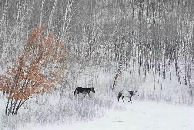 美圖欣賞：雪中馬，有氣勢