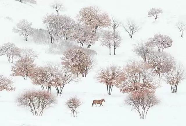 美圖欣賞：雪中馬，有氣勢