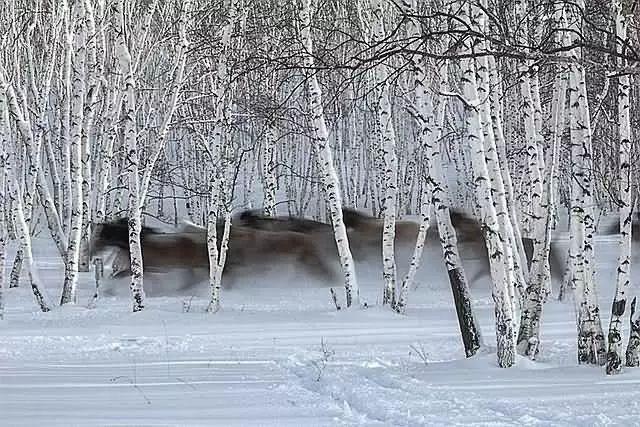 美圖欣賞：雪中馬，有氣勢