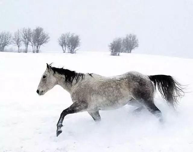 美圖欣賞：雪中馬，有氣勢