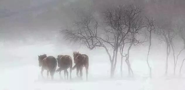 美圖欣賞：雪中馬，有氣勢