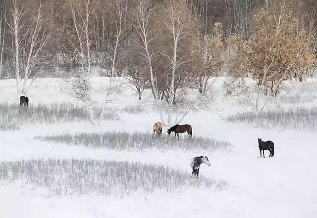 美圖欣賞：雪中馬，有氣勢