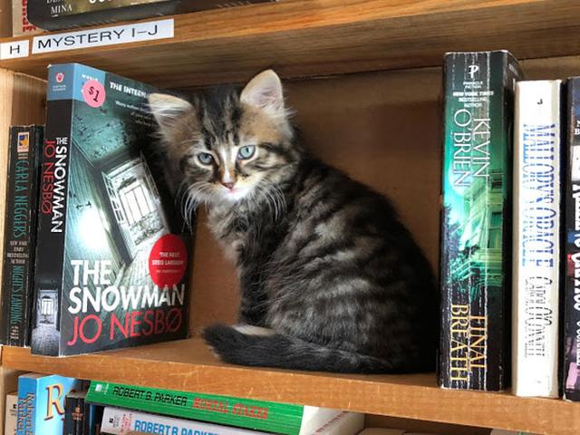 這書店裡全是小貓，完全沒辦法看書，店主：看上的貓咪就帶走