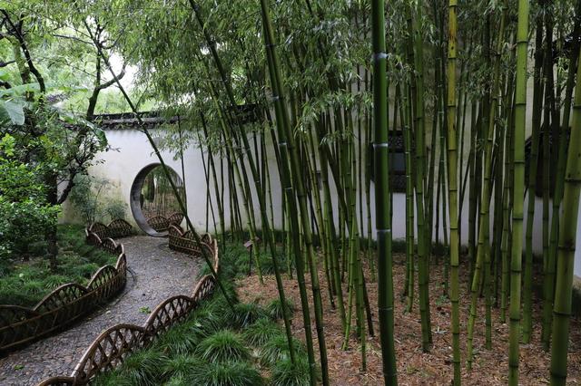 竹的文化史：畫竹、詠竹、用竹，為何竹在中國文化里如此重要？