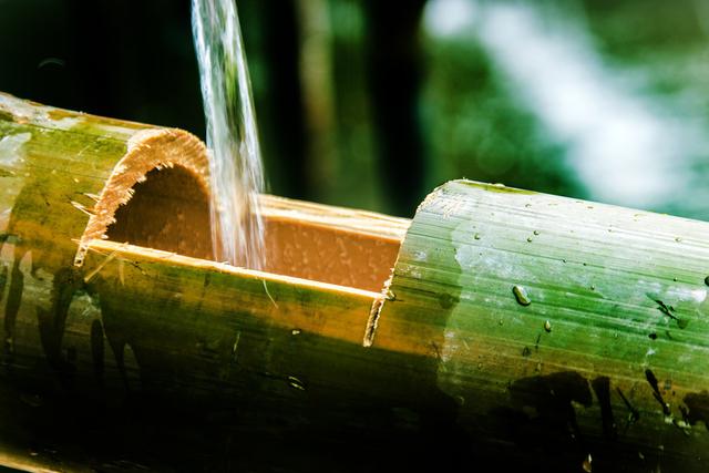 竹的文化史：畫竹、詠竹、用竹，為何竹在中國文化里如此重要？