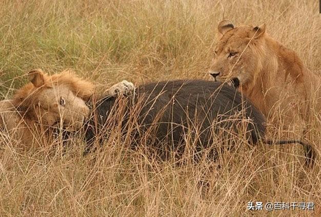 非洲雨林裡生活著一種不為人知的豬科動物，外貌怪異體型巨大