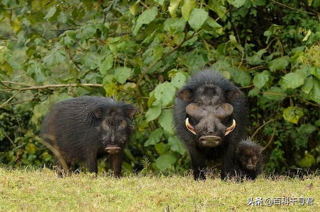 非洲雨林裡生活著一種不為人知的豬科動物，外貌怪異體型巨大