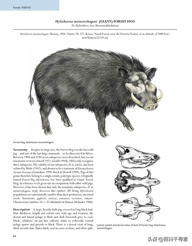 非洲雨林裡生活著一種不為人知的豬科動物，外貌怪異體型巨大