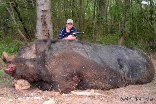 非洲雨林裡生活著一種不為人知的豬科動物，外貌怪異體型巨大