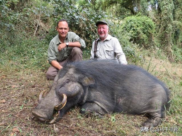 非洲雨林裡生活著一種不為人知的豬科動物，外貌怪異體型巨大