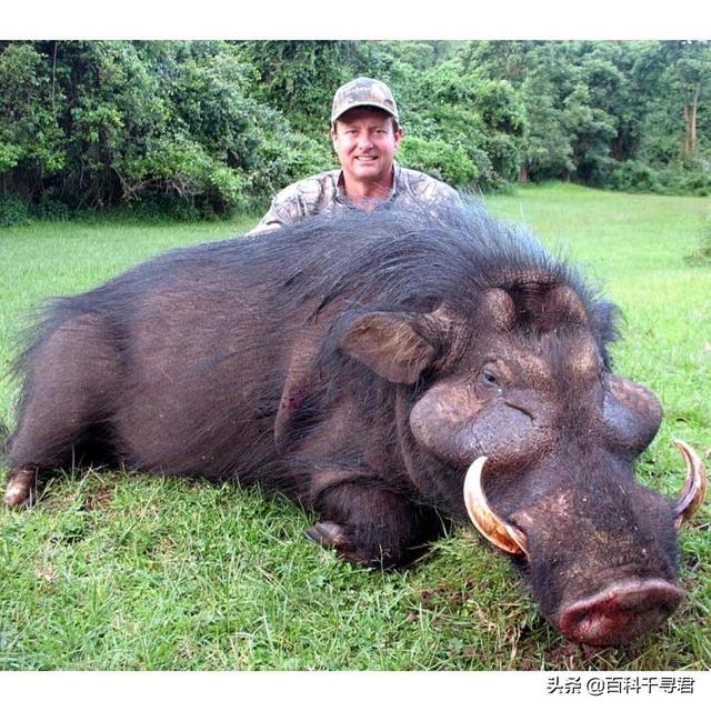 非洲雨林裡生活著一種不為人知的豬科動物，外貌怪異體型巨大