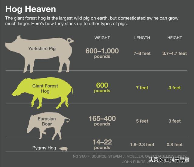 非洲雨林裡生活著一種不為人知的豬科動物，外貌怪異體型巨大