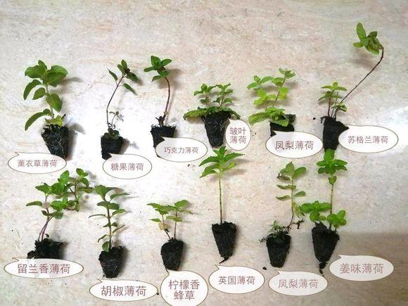 這種植物可以做菜，葉子摘下能泡茶，養人又養眼