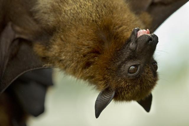 濫吃野生動物極具危害！ 蝙蝠攜帶4100多種病毒，請放棄不文明行為