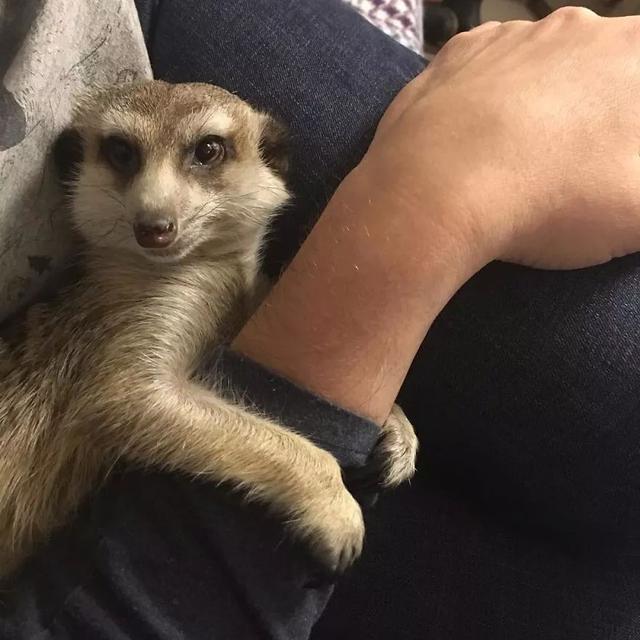 從動物園裡救出的貓鼬，帶回家後染上貓癮，居然把貓佔為己有！