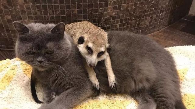 從動物園裡救出的貓鼬，帶回家後染上貓癮，居然把貓佔為己有！