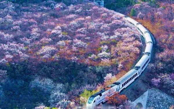 開往春天的列車，太美了