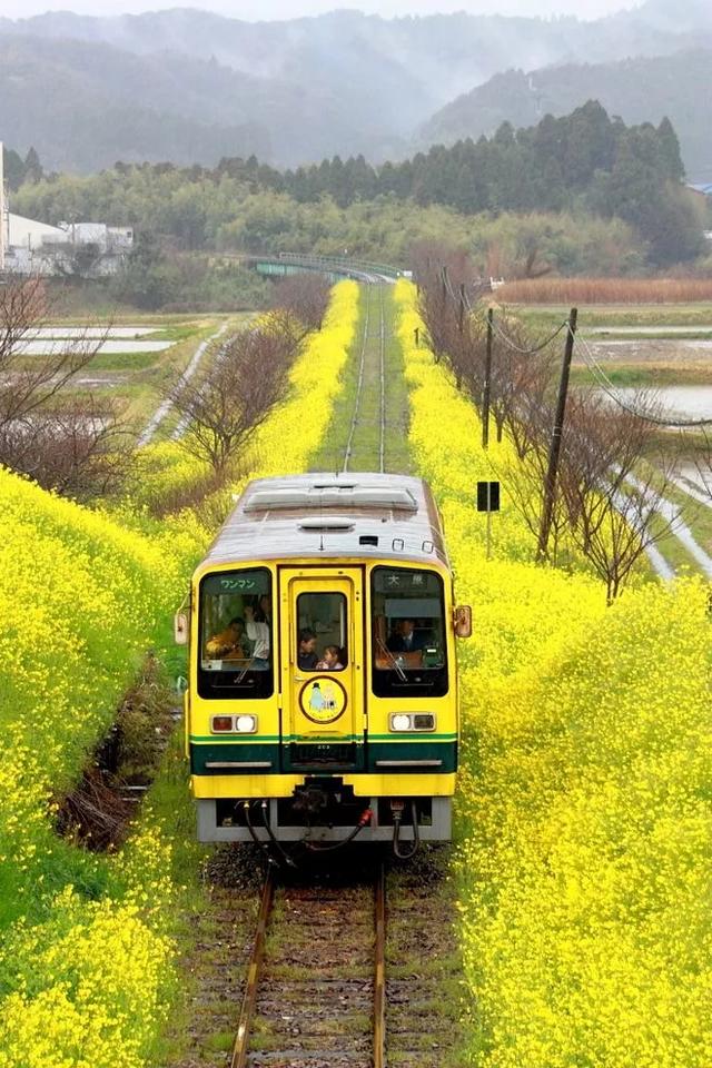 開往春天的列車，太美了