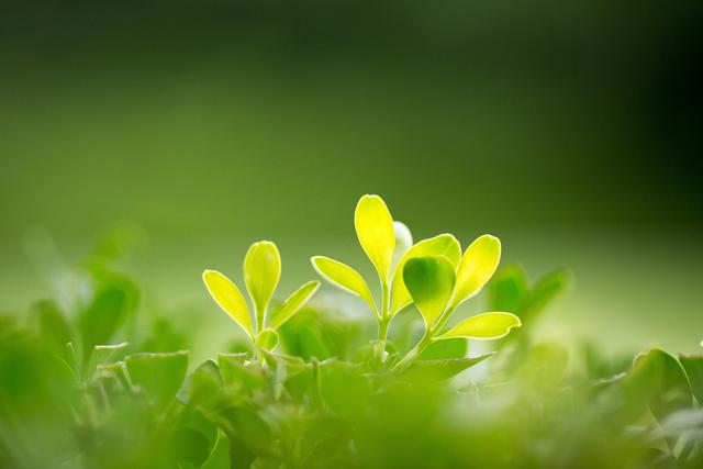 春天最該吃的10種春菜！ 吃得貴不如吃得對，爽嫩可口，錯過又要等一年