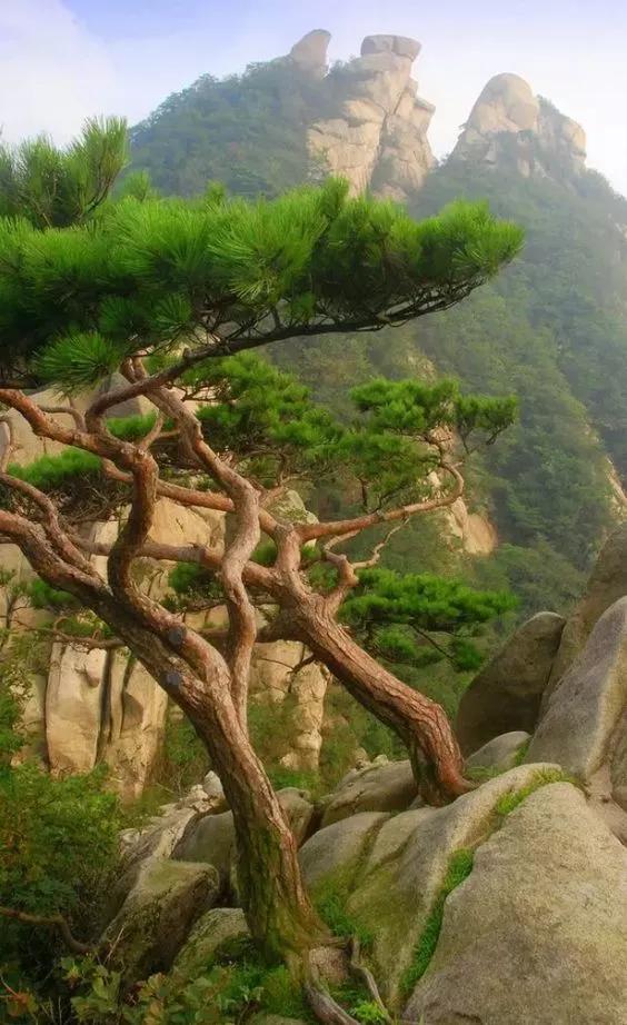 天吶，太美了！ 太美了！ 萬年松樹開花