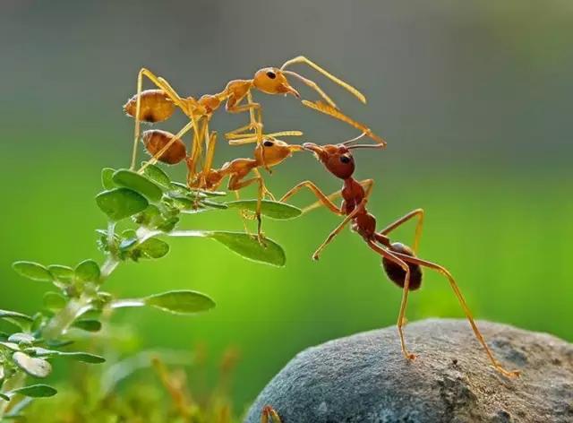 螞蟻照，太罕見了