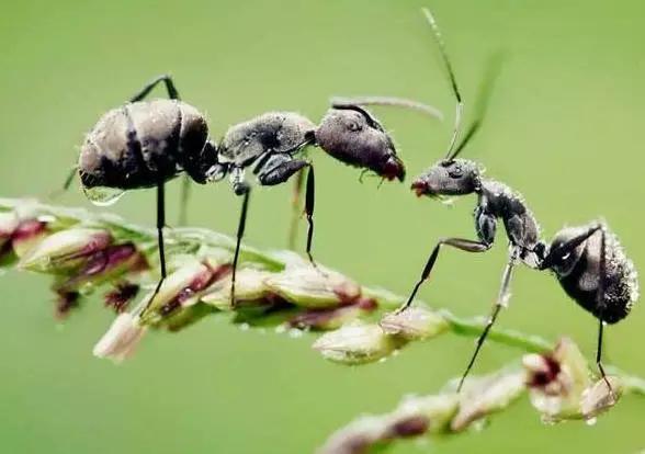 螞蟻照，太罕見了